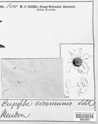 Erysiphe cruciferarum image